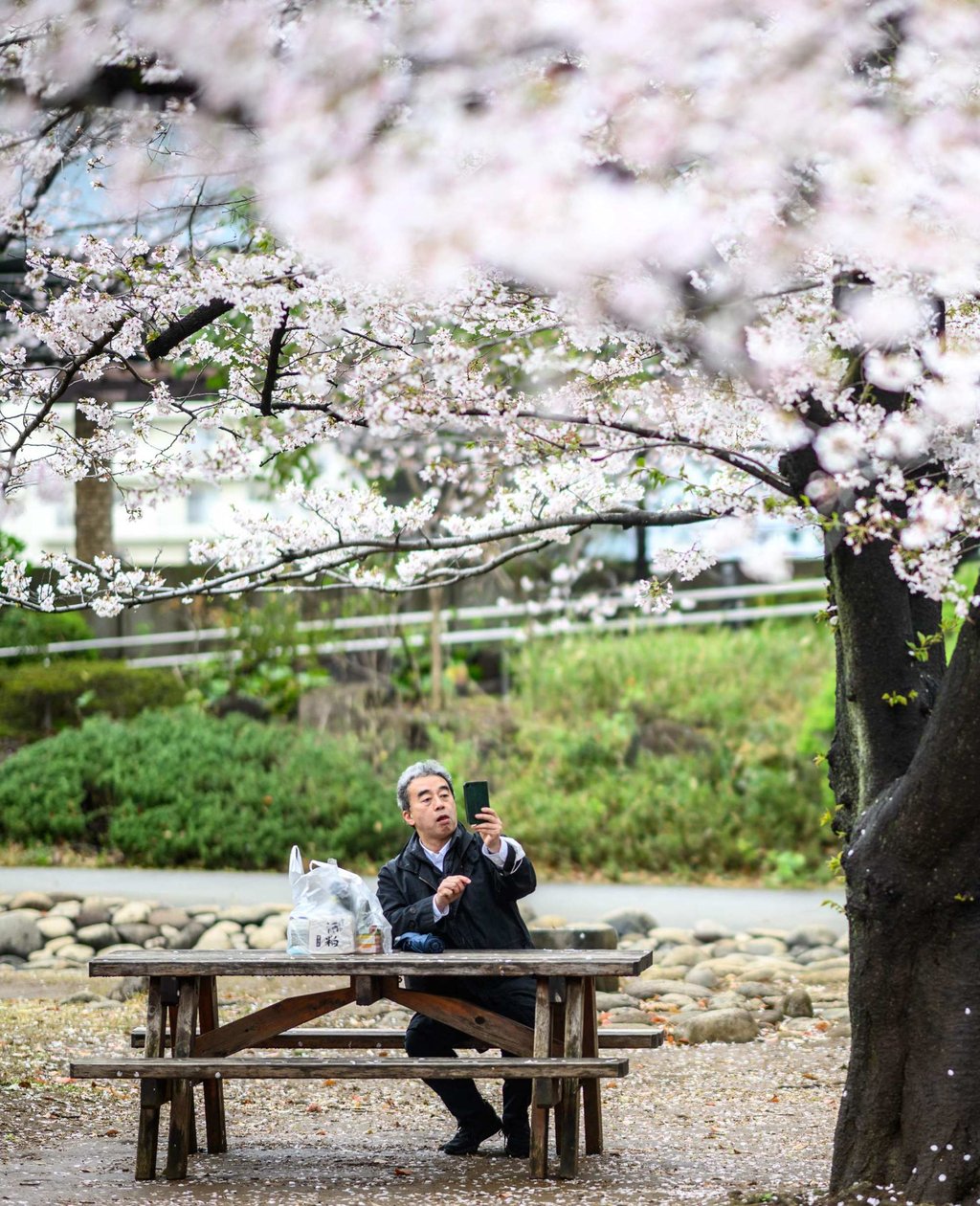 A man takes pictures of cherry blossoms at Hamacho Park in Tokyo’s Chuo district on April 2. Photo: AFP A man takes pictures of cherry blossoms at Hamacho Park in Tokyo’s Chuo district on April 2. Photo: AFP