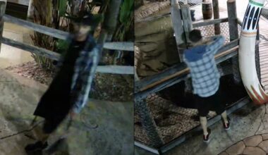 Video: Man caught on camera stealing baby alligator from Pasco County business
