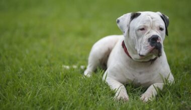 Owner of dogs that mauled two-year-old boy sentenced