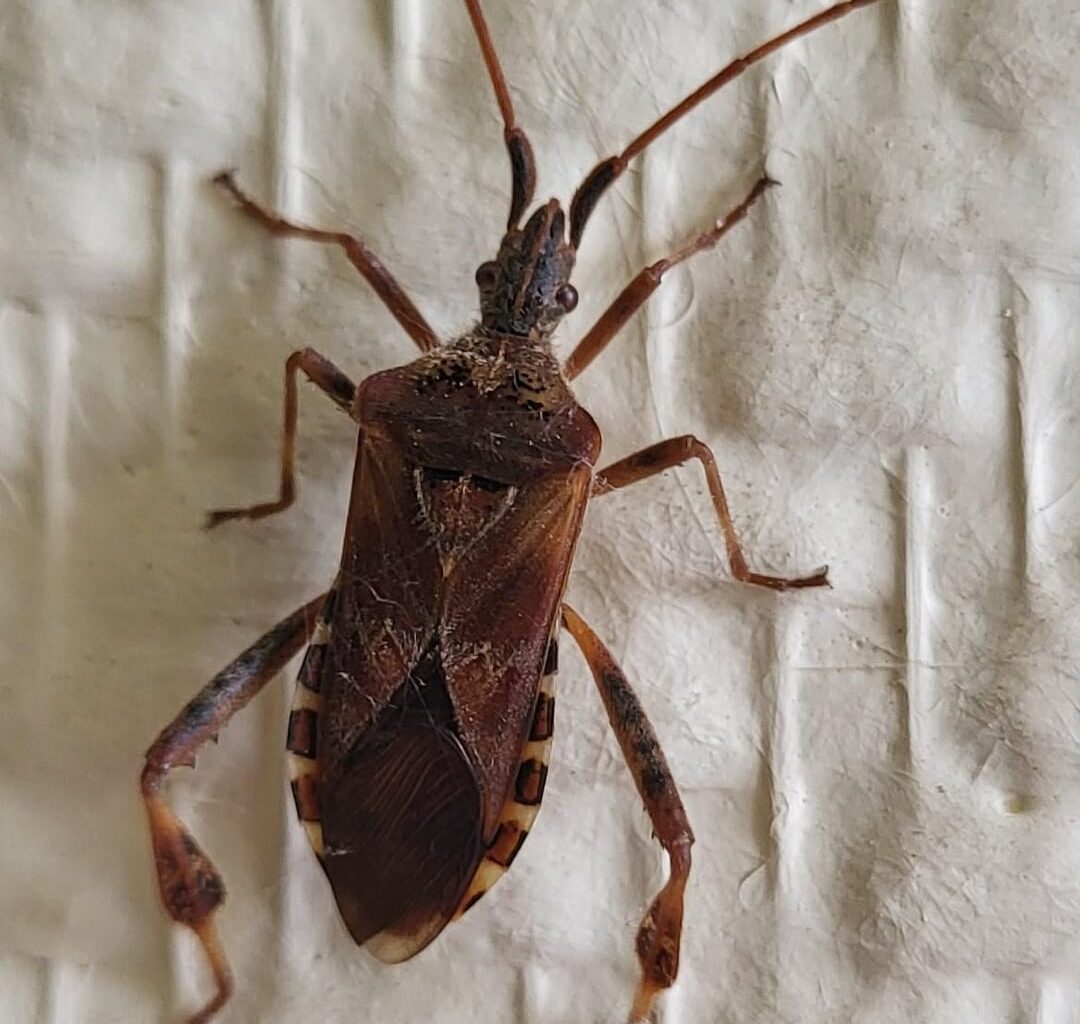 Amerikanische Kiefernwanze, heute im Hausflur entdeckt