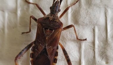 Amerikanische Kiefernwanze, heute im Hausflur entdeckt