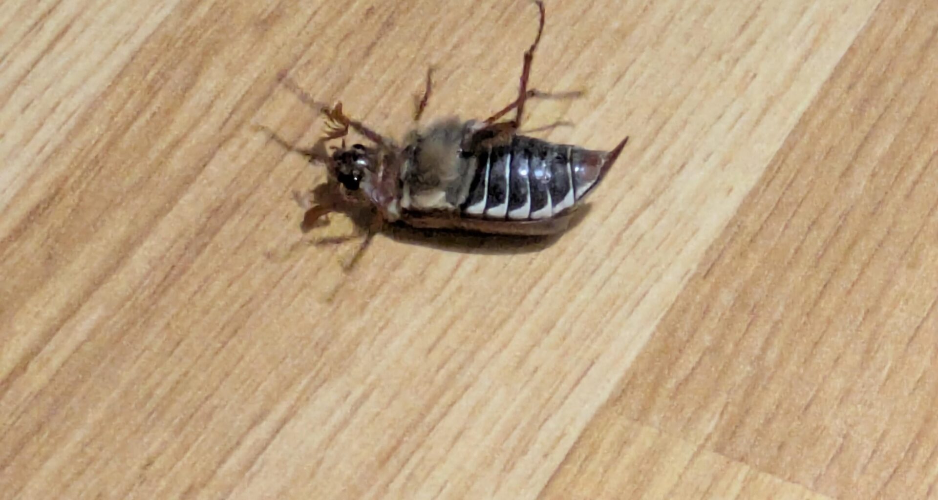 WTF IS THIS THING?