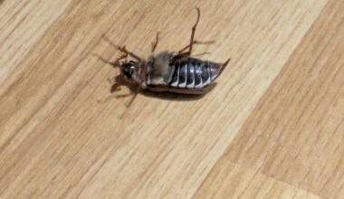 WTF IS THIS THING?