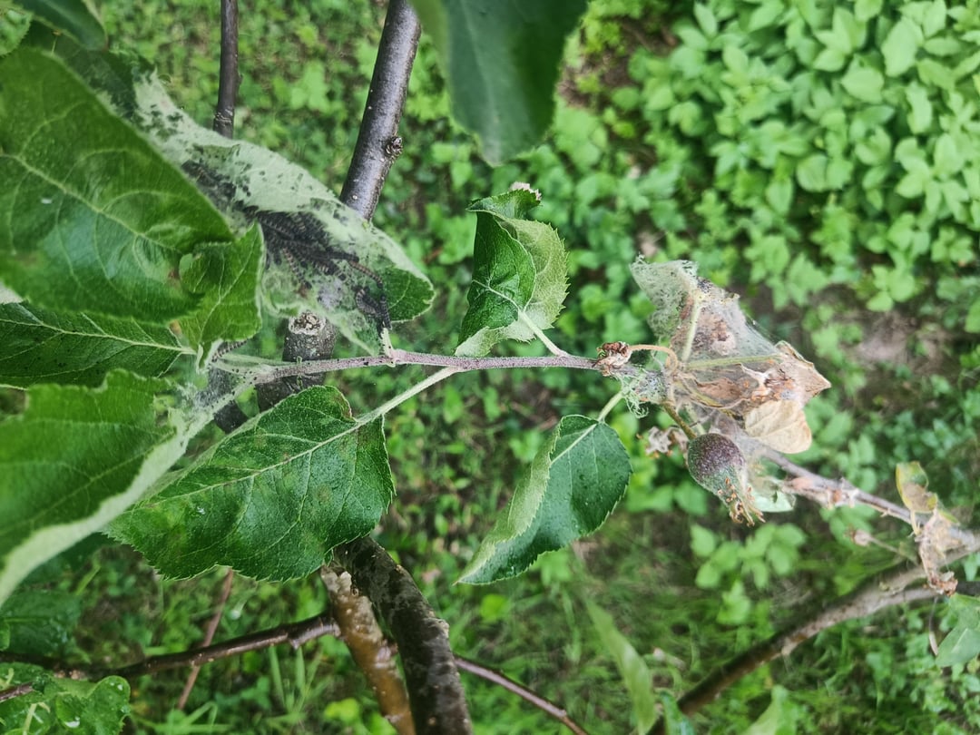 Ohje was hat mein Apfelbaum?