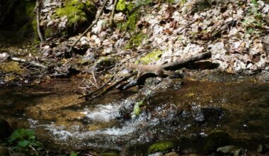 Die erstaunliche Faltkraft des Hermelins