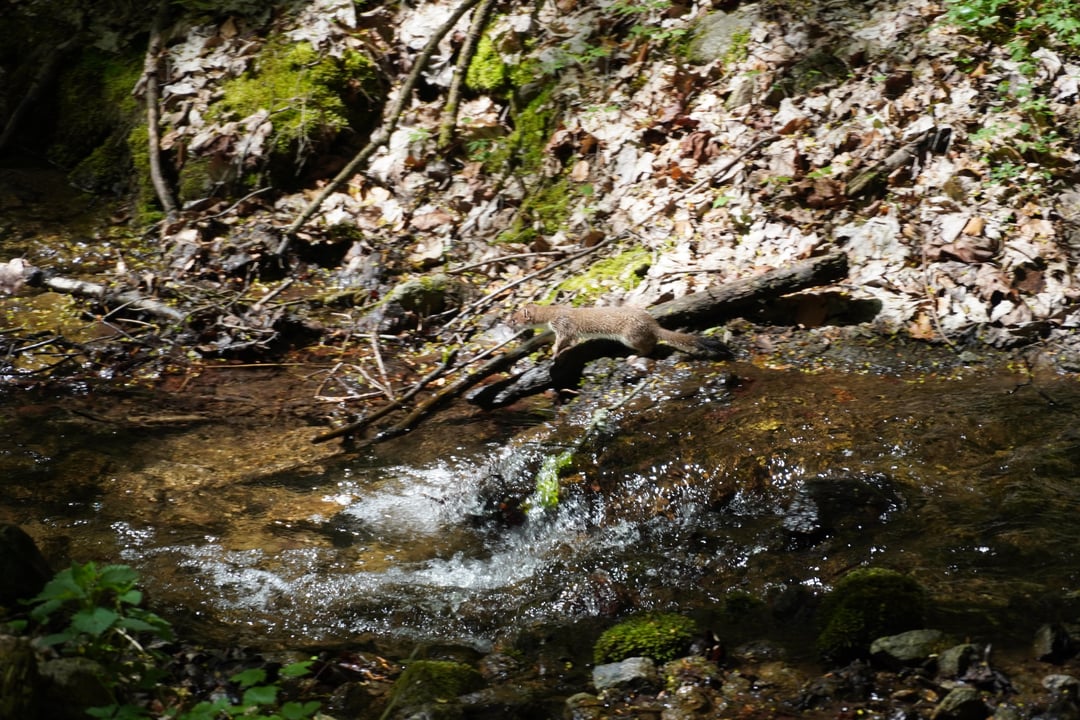 Die erstaunliche Faltkraft des Hermelins
