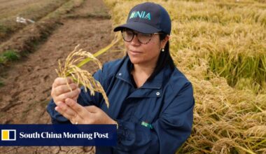 No more rice paddy? New strain that only needs irrigation is adapted to global warming