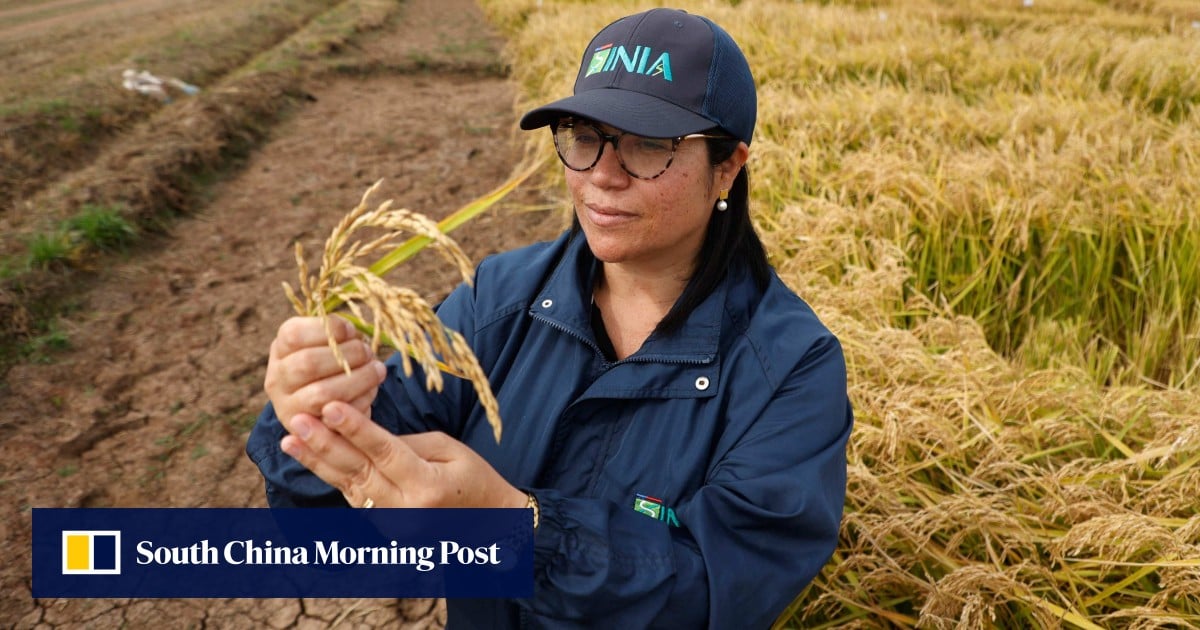 No more rice paddy? New strain that only needs irrigation is adapted to global warming