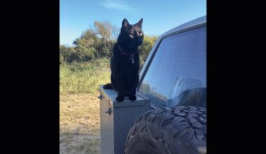 Traveling around Greece with a cat