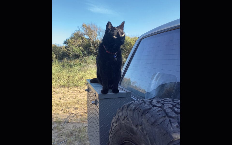 Traveling around Greece with a cat
