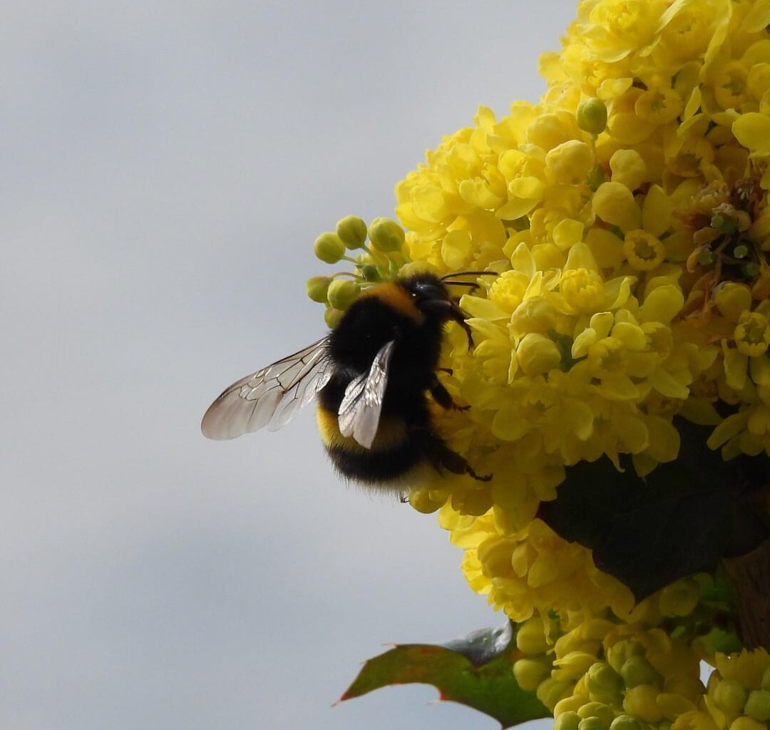 Kletternde kleine Hummel