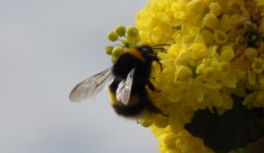 Kletternde kleine Hummel
