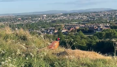 Is this a Red Grouse? - Taking in the view from Arthur's Seat - 22 May