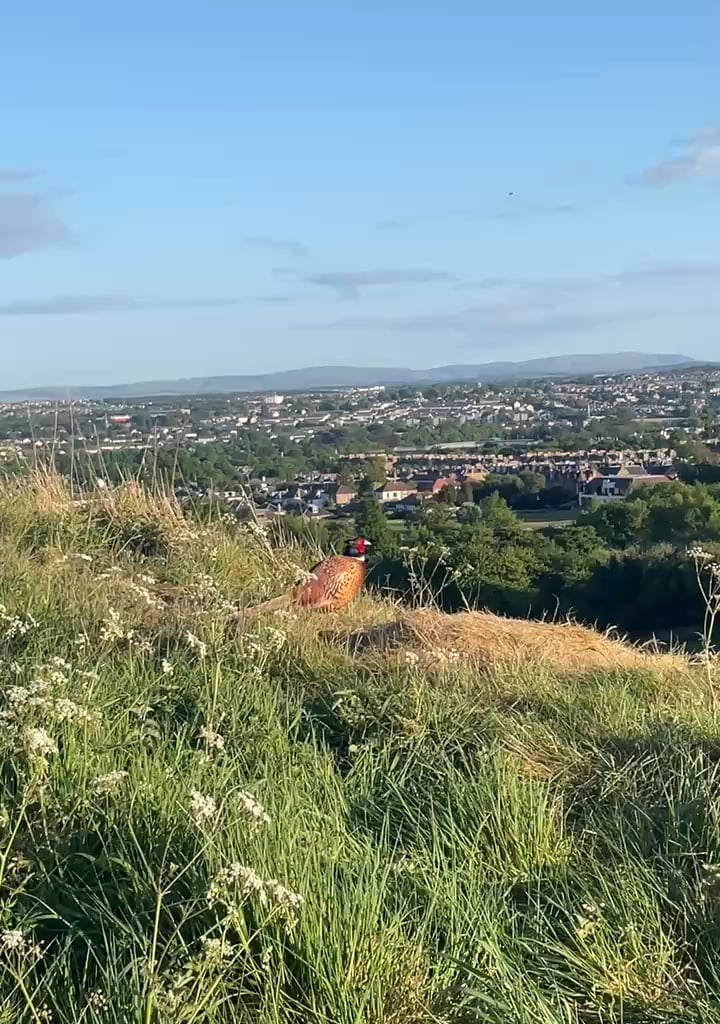 Is this a Red Grouse? - Taking in the view from Arthur's Seat - 22 May