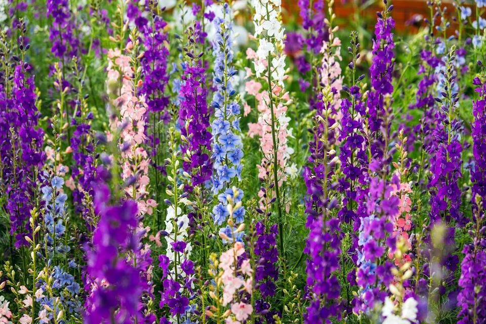 delphinium elatum close up background. multicolored larkspur flowers. delphinium putple, blue, pink flowers grows in the garden.