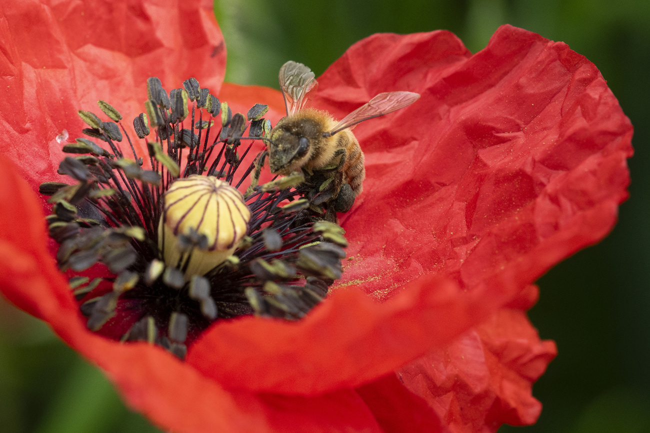 The government now says cantons must bear a higher cost burden of protecting nature