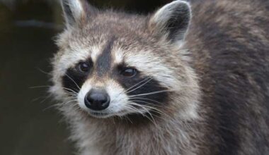 Raccoons: Study shows dispersal patterns in Germany and Europe