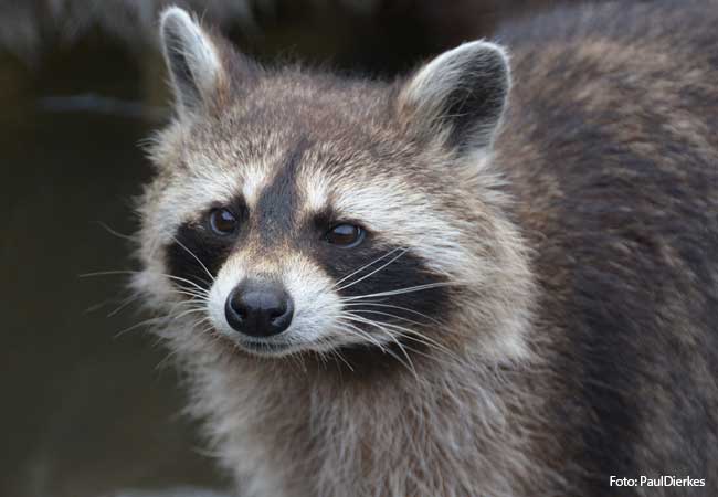 Raccoons: Study shows dispersal patterns in Germany and Europe