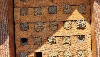 Solitary bee update!