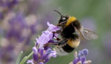 cover Bee population in Cyprus down to 25 per cent
