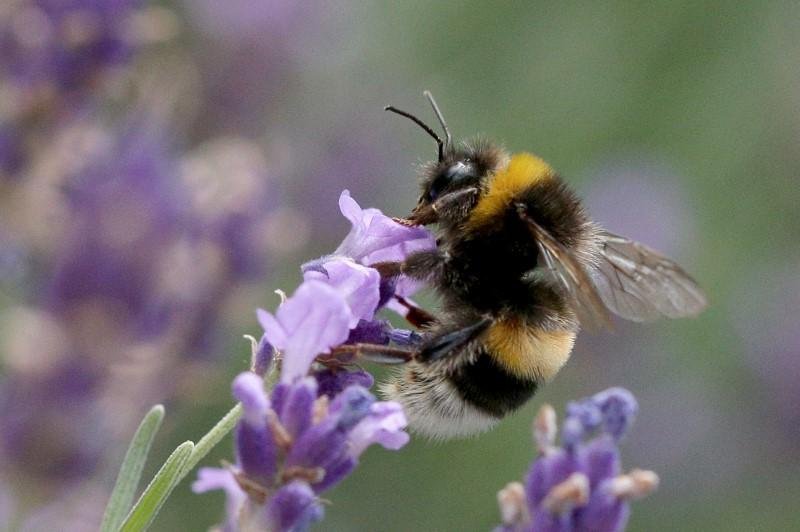 cover Bee population in Cyprus down to 25 per cent