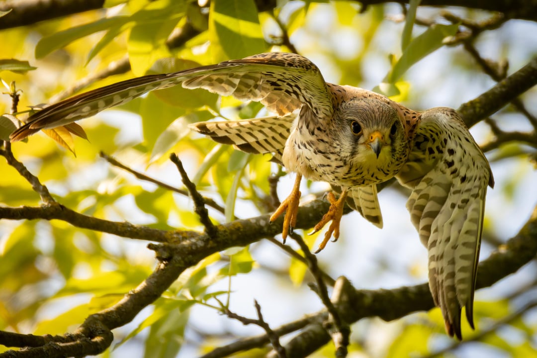 Seit ein paar Tagen hängt dieser Turmfalke immer wieder in unserem Garten ab. Hab endlich ein paar gute Bilder von ihm hinbekommen.