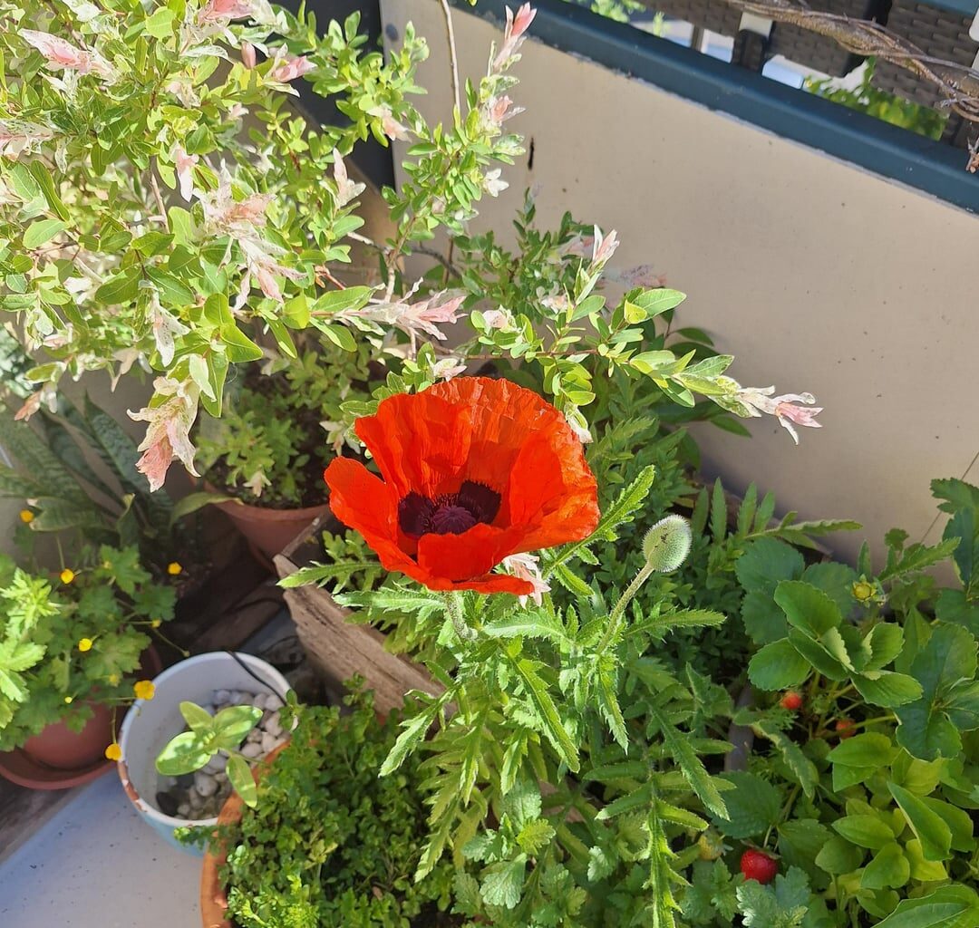 Erste Blüte :)