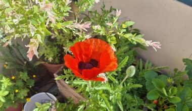 Erste Blüte :)