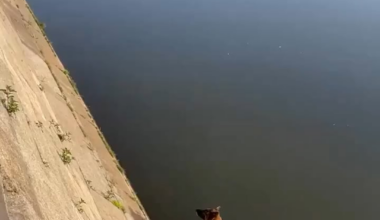 Terrified dog jumps into river during Russian attack. Ukrainian rescuers save the pup