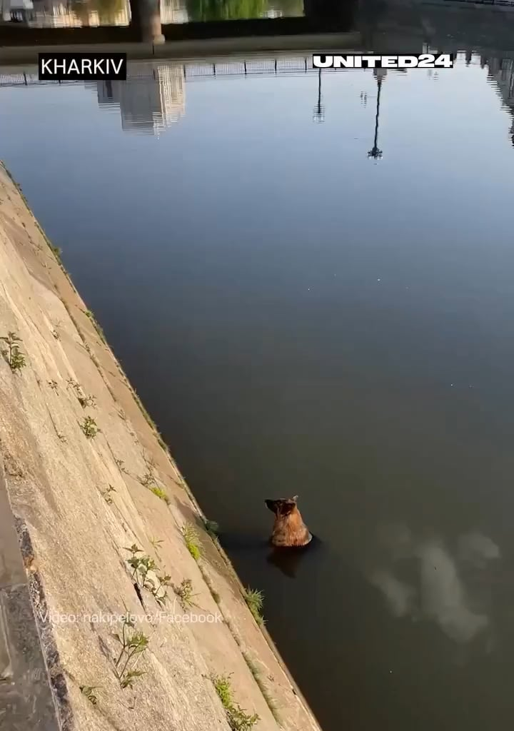 Terrified dog jumps into river during Russian attack. Ukrainian rescuers save the pup