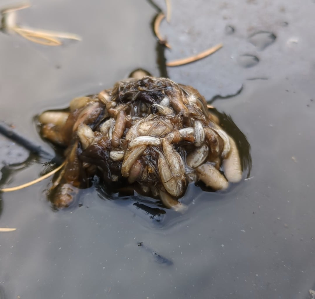 Welches Ungetüm Züchte ich in meinem wurmtee an?