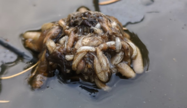Welches Ungetüm Züchte ich in meinem wurmtee an?