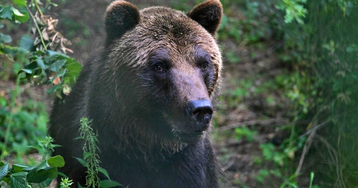 Animal strictly protected in the EU: Shot bears to be put on the plate in Slovakia