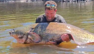 Francês pesca bagre gigante de 102 kg e quebra recorde em Portugal; entenda