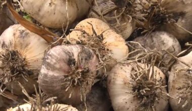 Slovenský cesnak patrí medzi najkvalitnejšie v chuti či aróme