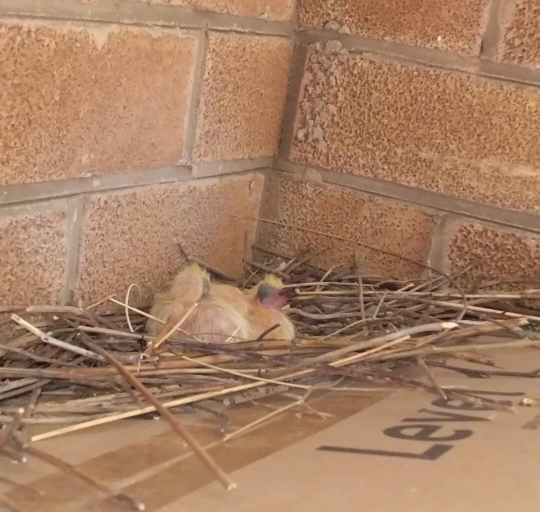 I have a feral pigeon nest right outside of my front door, and the eggs hatched while I was away over the weekend