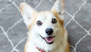 What a scooting dog is actually trying to tell you