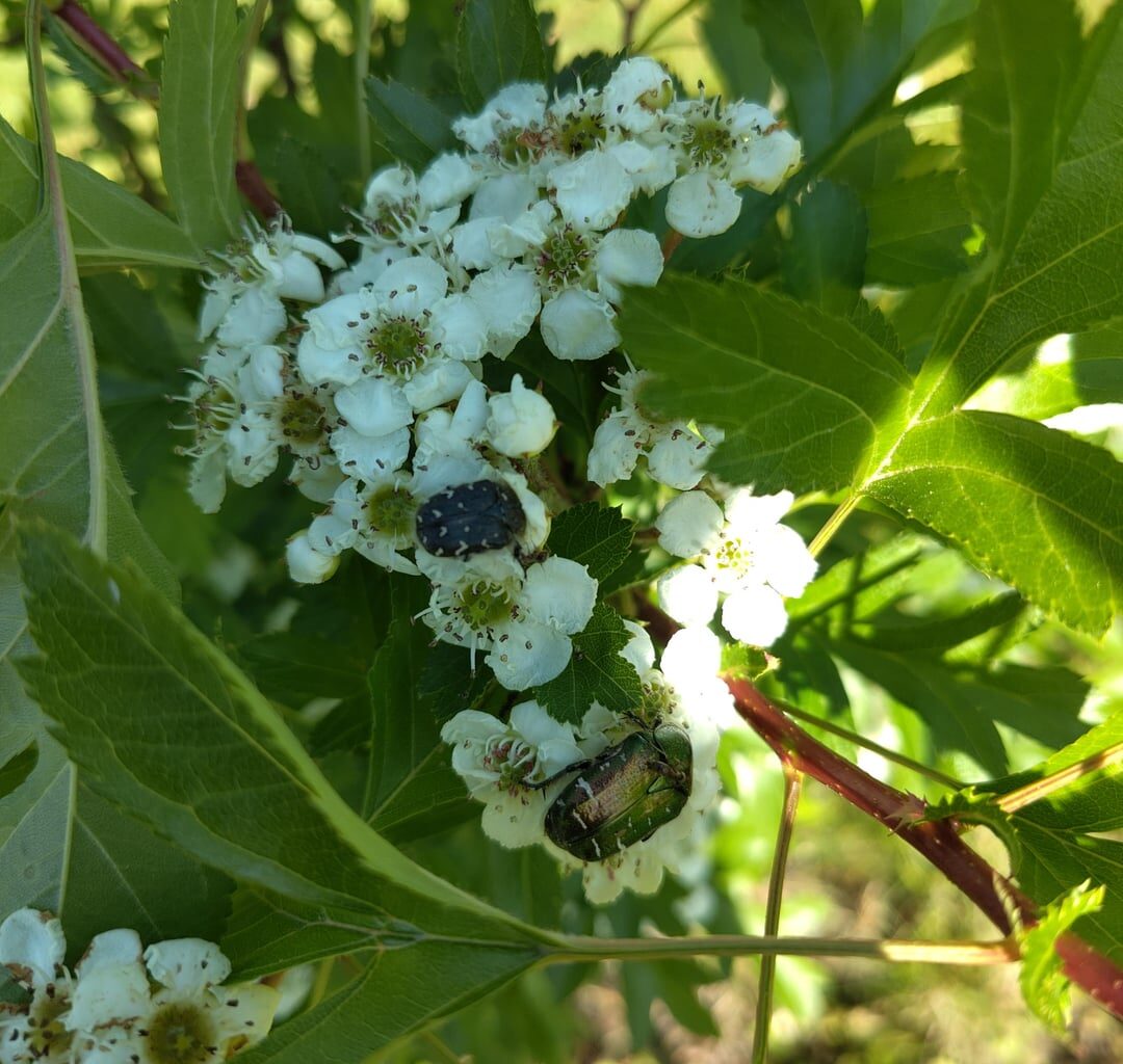 Das Weißdorn Bäumchen ist bei allerlei Käfer beliebt.