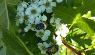 Das Weißdorn Bäumchen ist bei allerlei Käfer beliebt.