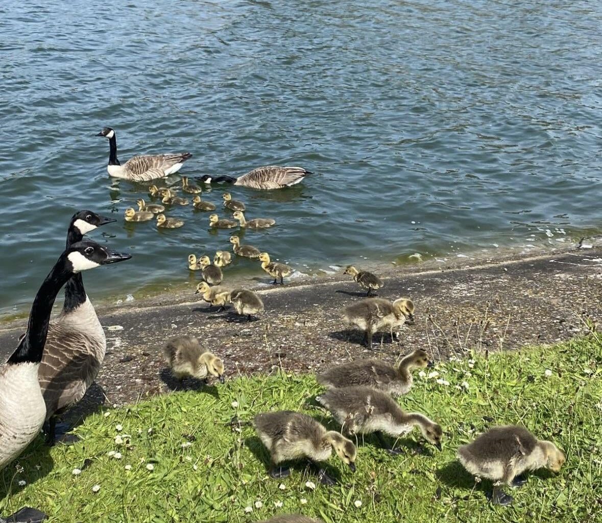 Hab die vorhin im Park gesehen 😭😍