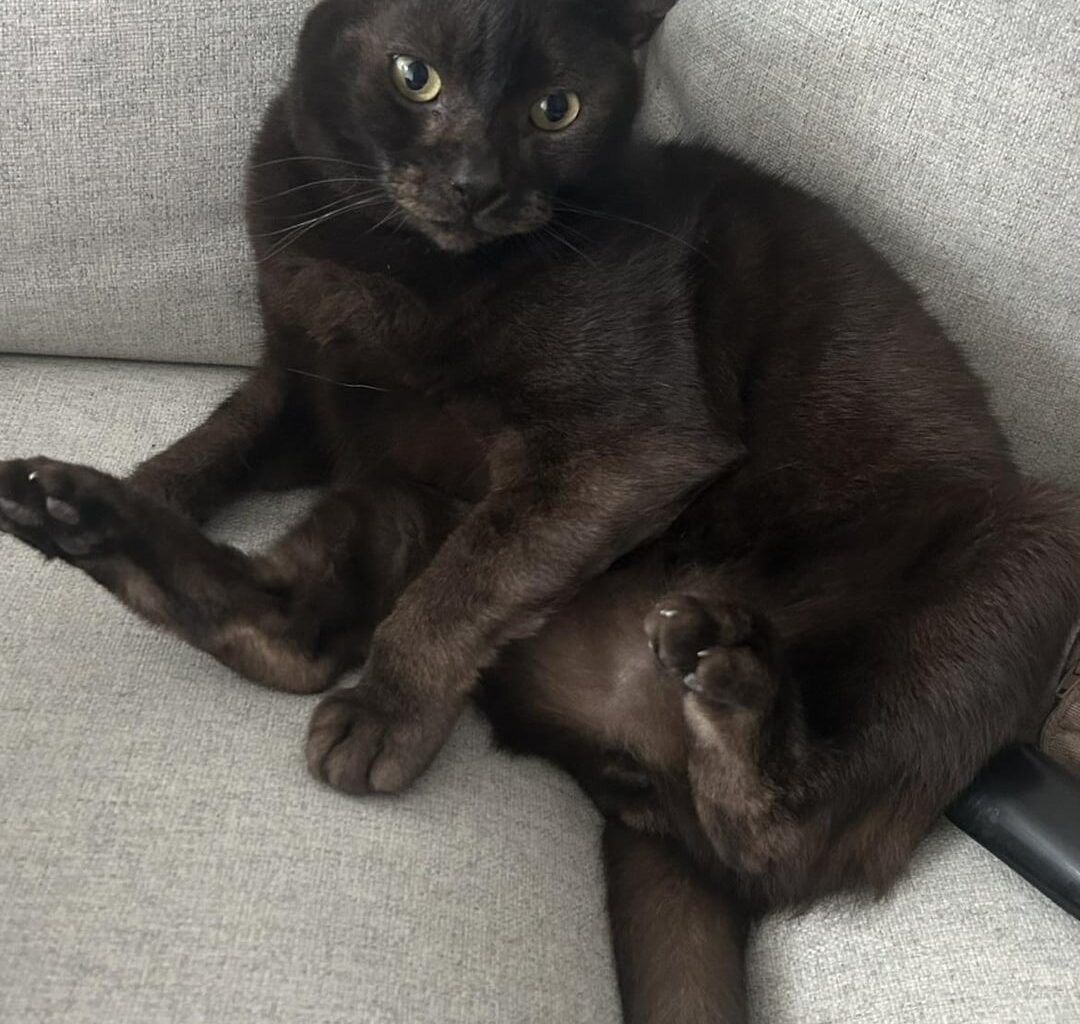 Need urgent help rehoming a cat
