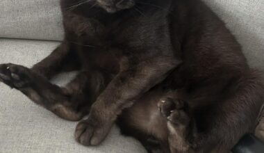 Need urgent help rehoming a cat