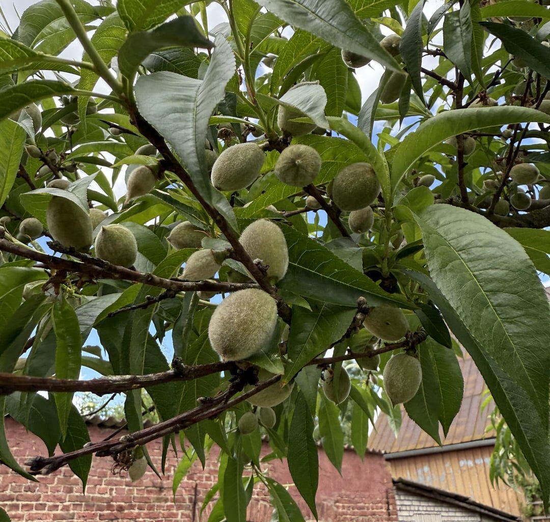 Update: Pfirsichblüten schützen