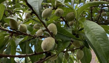 Update: Pfirsichblüten schützen