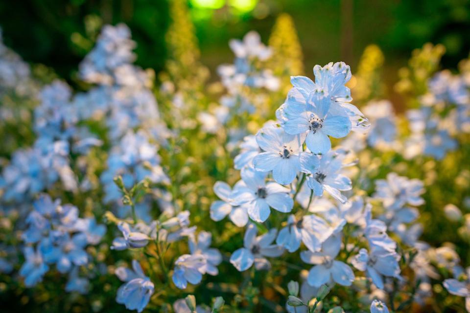 blooming delphinium (candle delphinium, english larkspur, tall larkspur) delphinium blue grows in the garden. beautiful blooming delphinium in sunny