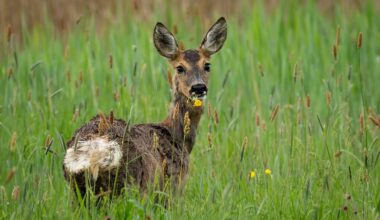 Auch Rehe mögen Blumen
