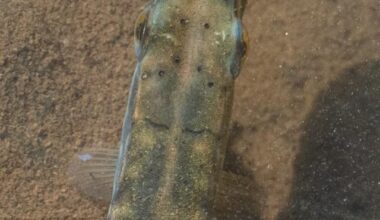 Junger Hecht auf der Lauer