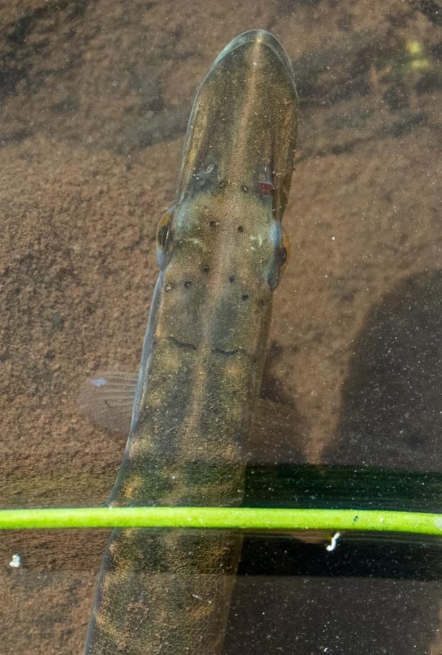 Junger Hecht auf der Lauer