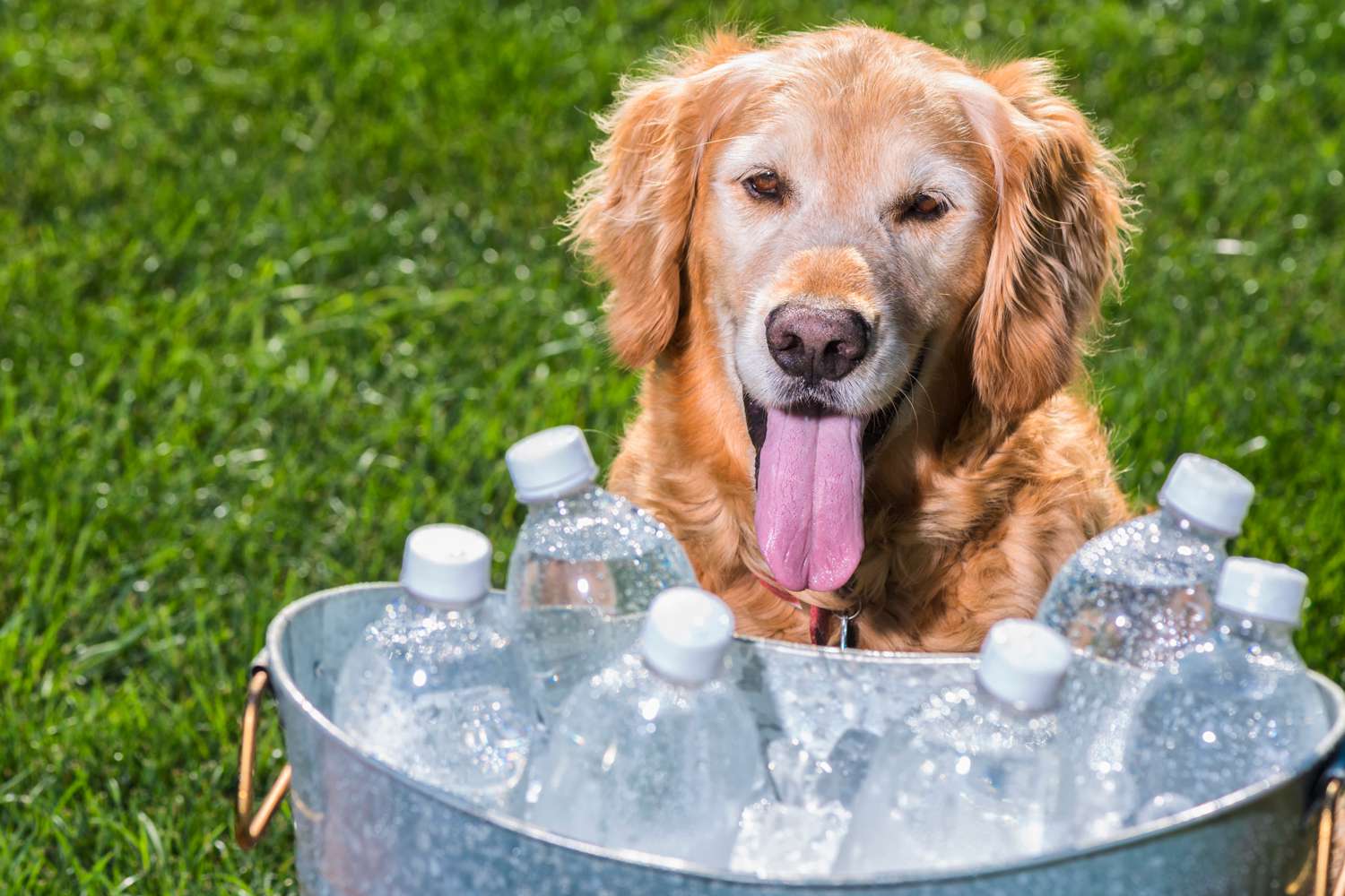 Mom Is Furious After Dog Invaded Her Family’s Personal Space