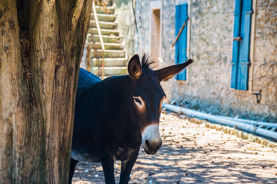 Croatia donkey